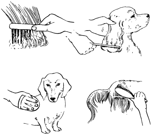Ветеринарный справочник для владельцев собак
