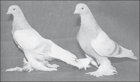 Мясные голуби и домашнее голубеводство