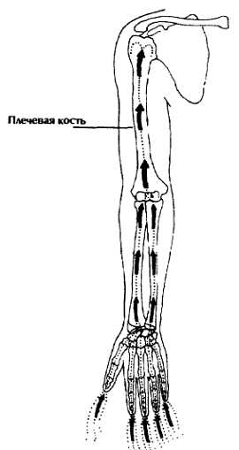 Нейгун - искусство омоложения организма