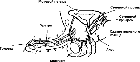 8 мужских эрогенных зон, о которых вы не знали | MARIECLAIRE