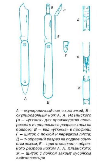 Как вырастить саженцы